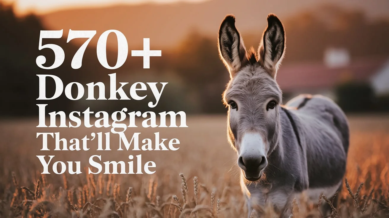 Donkey Instagram Captions